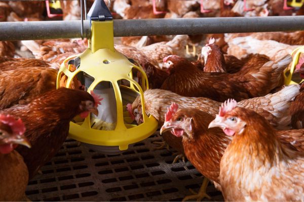Chickens-Feeding-LQ-01