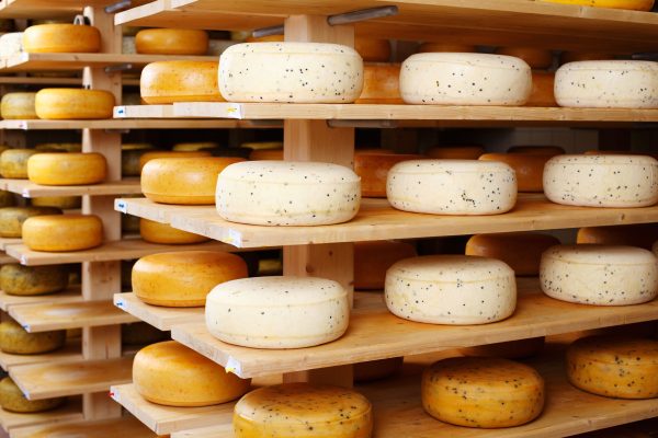 20482002 - assorted flavours of cheese wheels maturing on rows of wooden shelves in a cheese factory